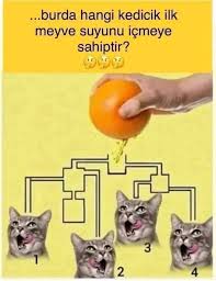 Asagidaki Gorsel De Ilk Hangi Kedi Sutu Icer