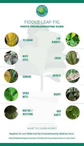 Examine the leaves and look for any small spider webs. Fiddle Leaf Fig Spots Photo Troubleshooting Guide