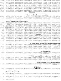 Ip index tld index domain index site index. Early Nodulin 93 Protein Gene Essential For Induction Of Somatic Embryogenesis In Oil Palm Springerlink