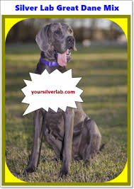 A great dane lab mix puppy costs around $250 to $550. Silver Lab Great Dane Mix Breeders Health Labradane Review 2021