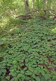 Image result for Parthenocissus quinquefolia