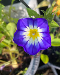 Image result for Convolvulus