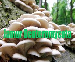 Maybe you would like to learn more about one of these? 3 Contoh Jamur Deuteromycota Dan Penjelasannya Dosenpertanian Com