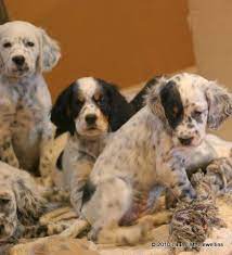 Pin On Dogs
