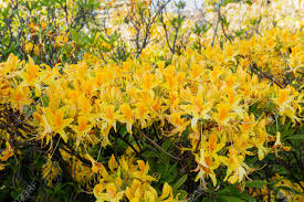 Check spelling or type a new query. Yellow Rhododendron Luteum Aka Yellow Azalea Or Honeysuckle Azalea Bush Of Delicate Yellow And Pink Flowers Of Azalea Or Rhododendron Plant In A Sunny Spring Day Stock Photo Picture And Royalty Free