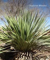 Image result for Sorindeia winkleri