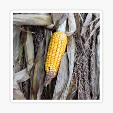 Redneck corn husk wedding bouquets. Corn Husks Stickers Redbubble