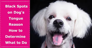 Black Spots On Dog S Tongue Reason How To Determine What To Do About It Petxu Dogs Black Spot Spot On