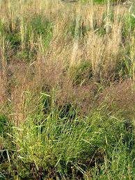 Image result for Agrostis