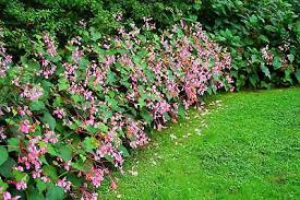 Image result for Rungia grandis