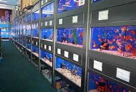 Superb fish, knowledgeable and helpful boss. Fish Aquarium Shop Singapore Fish Tank