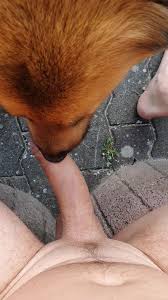 Dog lick my Dick