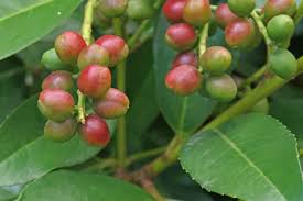 The cultivar camelliifolia bears huge quantities of fruit. Cherry Laurel Facts And Health Benefits