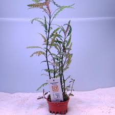 Image result for Hygrophila spiciformis