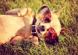 How Long Do Chihuahuas Live For Expected Chihuahua Lifespan