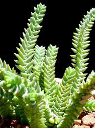Pseudolycopodioides, crassula lycopodioides, crassula pseudolycopodioides. Crassula Imperialis Giant Watch Chain World Of Succulents Planting Succulents Succulents Cacti And Succulents