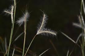 Image result for Andropogon eucomus