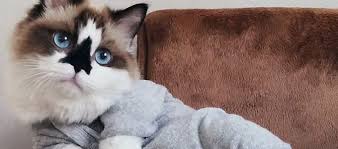 Jual kucing di bandung makanan kucing cimahi harga jual anak kucing persia merawat kucing persia. Info Harga Kucing Munchkin Jantan Betina Daftar Harga Tarif