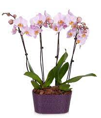 Twilight Orchids At From You Flowers