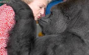 Koko means the most important thing. Koko Dead Gorilla Used Sign Language Met Robin Williams Variety
