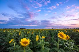 The sunflower field is located on us rt 68 between the village of yellow springs and youngs jersey dairy, across from peifer orchards. Best Kansas Sunflower Fields 2021 Edition Mickey Shannon Photography