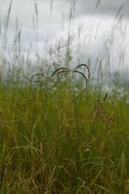 Image result for Lintonia