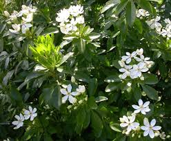 Sunflowers will add lots of charm to your flower garden and style to your home. Shrubs Gardening And Dogs