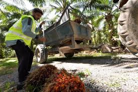 Buy premium quality palm vegetable cooking these grades of rbd palm olein are most purest and most traded in malaysian palm oil industry. Malaysia Hopeful Of Boosting Palm Oil Exports To Iran Financial Tribune