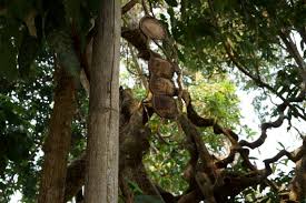 Image result for Entada stuhlmannii