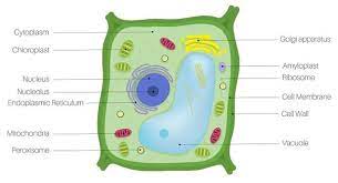 How To Draw A Typical Structure Of A Plant Cell Quora