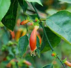 Image result for Halleria lucida