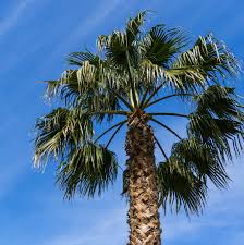 Image result for Washingtonia filifera