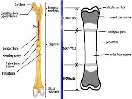 Labeling portions of a long bone learn with flashcards, games and more — for free. Bone Pathology Normal Anatomy Parts Of A Long Bones Diaphysis Shaft Physis Growth Plate Epiphysis Ends Of Bone Partially Covered By Articular Ppt Download