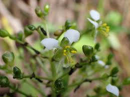 Image result for Aneilema beniniense