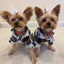 About — Benson Quach