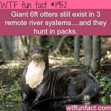 Giant 6ft Otters Wtf Fun Facts Animal Facts Fun Facts Wtf Fun Facts