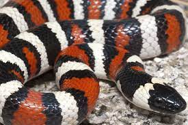 Calphotos Lampropeltis Multifasciata Coast Mountain Kingsnake Milk Snake Snake Lovers Cute Snake