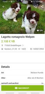 Scotty sucht ein neues zuhause. Curly Coats Lagotto Romagnolo Letzte Neuigkeiten Curly Coats Lagotto Romagnolo Zuchter Des Italienischen Wasserhundes