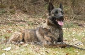 Dutch shepherd puppy belgian shepherd shepherd puppies german shepherds malinois shepherd malinois puppies for sale belgian malinois dutch shepherd and belgian malinois. Dutch Shepherd Puppies For Sale Aachen Dutch Shepherds