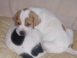 Black And White English Pointer Puppy Excellent Pedigree English Pointer Puppies English Pointer Puppy Pointer Puppies English Pointer Dog