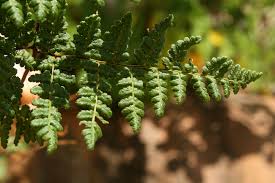 Image result for Cheilanthes multifida