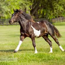Black White And Brown Paint Horses Handsome Brown And White American Paint Horse Running On Grass Horses American Paint Horse Horse Painting