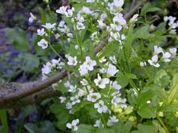 Image result for Cardamine