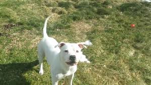 We did not find results for: White Pitbulls Everything You Must Know Definitive Guide