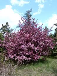 Red buds produce pale pink blooms, fading to white as flowers mature. Thunderchild Flowering Crab For Sale Treetime Ca