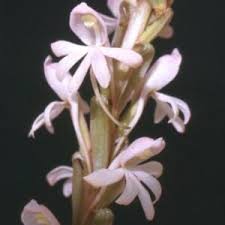 Image result for Satyrium coriophoroides