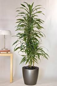 Image result for Warneckea parvifolia