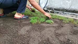 17 cara tanam rumput sendiri, cara menanam rumput gajah mini di tanah liat atau tanah lempung, cara mudah tanam rumput karpet easy way to grow grass, cara mudah tanam rumput karpet japanese diy, cara menanam rumput jepang dengan bibit sedikit agar menjadi banyak. Thelawn Garden Diy Tanam Rumput Bajet Esok Ada Video