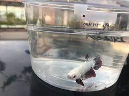 Black dragon hmpk betta pair. Has Anyone Heard Of A Platinum Dragon Scale Beta Before I Saw This Little Dude And Knew He Had To Come Home With Me Bettafish