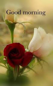 Petunias are a lovely flower that is actually related to the potato. Pin By Linda West On All Wishes Beautiful Rose Flowers Good Morning Roses Good Morning Flowers
